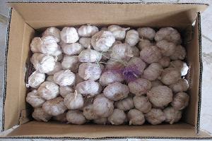 Agarlic.com normal white garlic 5.0cm 10kg/carton