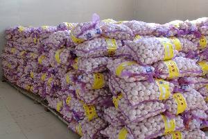 Agarlic.com pure white garlic  5cm n10kg/mesh bag