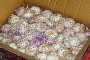 Agarlic.com normal white garlic 6cm 10kg/carton 