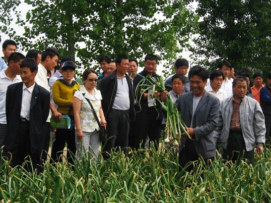 2012 garlic harvesting