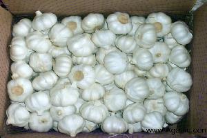 Agarlic.com pure white garlic 5.5cm 10kg/carton