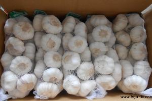 normalwhite garlic ，china garlic supplier