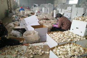 garlic expoter china