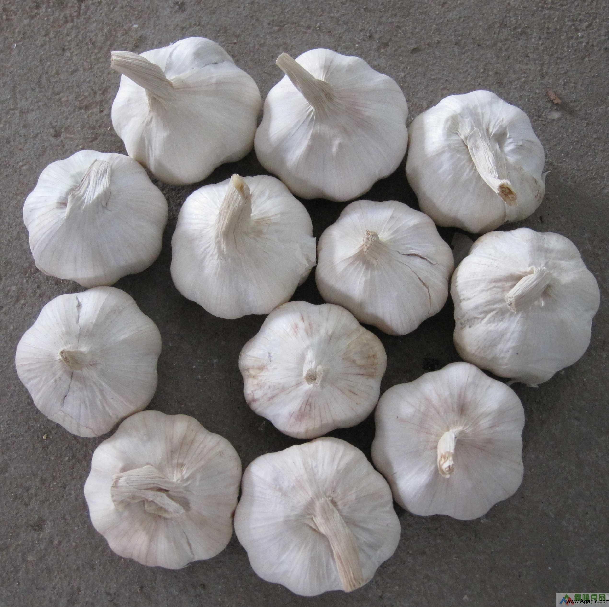 garlic with 5cm 5.5cm 6cm 
