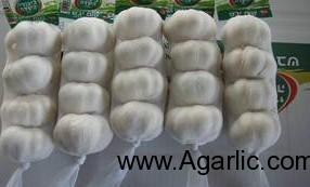 Pure white garlic 4PCS 10kg/carton