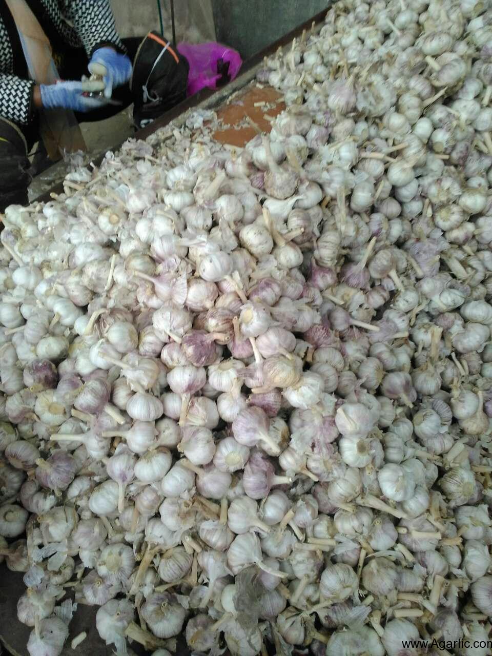bulk garlic seed