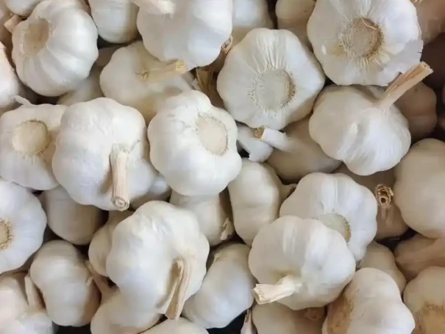 Pure White Garlic1 (1)