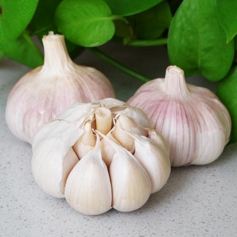 Garlic Fresh