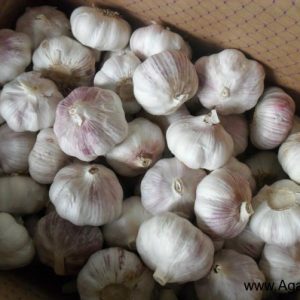 Normal White Garlic 10kg Box