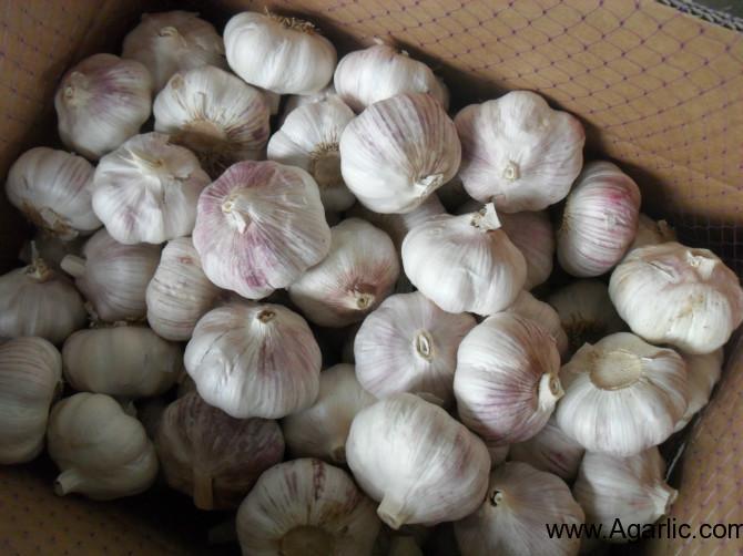 Normal White Garlic 10kg Box
