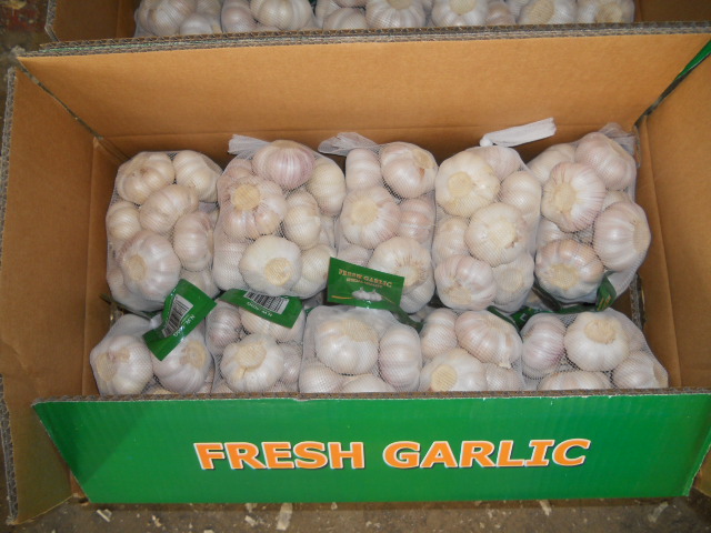 Normal White Garlic 10kg Carton
