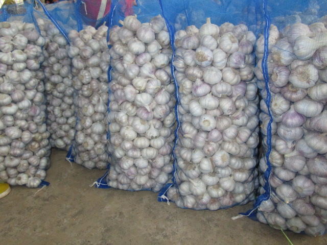 Normal White Garlic 20kg Mesh Bag