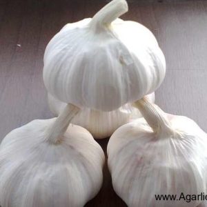 Normal White Garlic