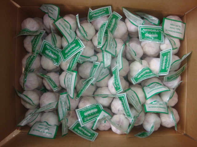 Normal White Garlic 3pcs 10kg Box