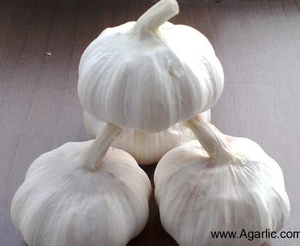 Normal White Garlic