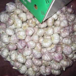 Normal White Garlic2