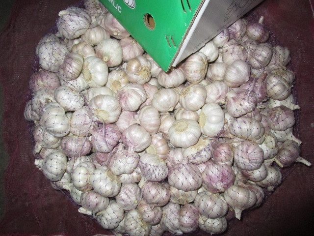 Normal White Garlic2