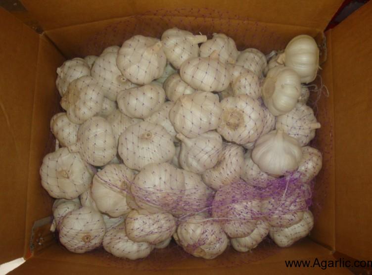 Pure White Garlic 10kg Box