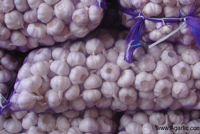 Pure White Garlic 20kg Mesh Bag