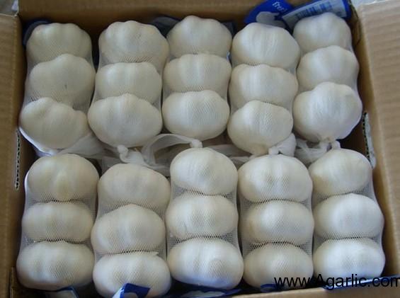 Pure White Garlic 3pcs