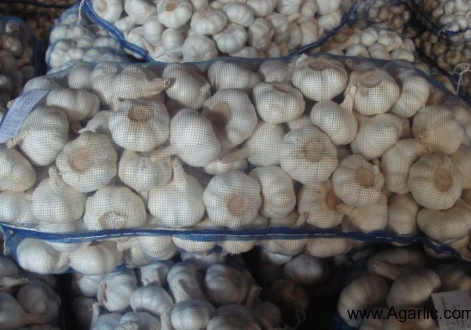 Pure White Garlic 5kg Mesh Bag 1
