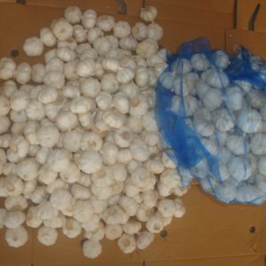 Pure White Garlic Loose Packing