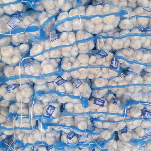 Pure White Garlic Supplier