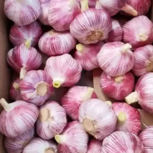 Purple Garlic (1)