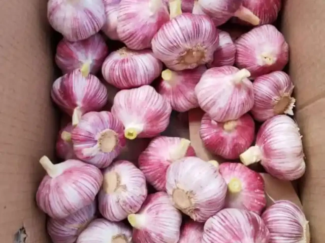 Purple Garlic (1)
